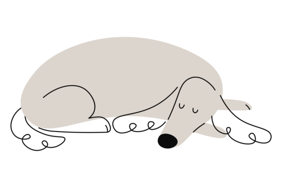 Sleeping Irish Setter